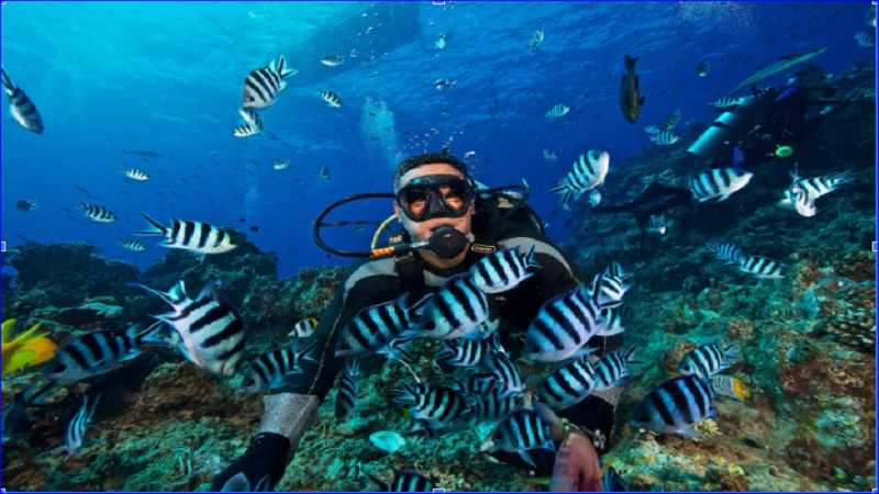 Fiji Shark Dive Guide: What to Expect, Costs, and Best Dive Sites